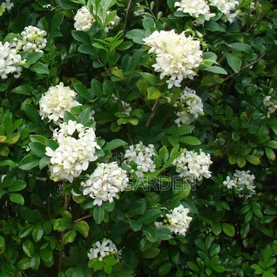 Gardenia Plant