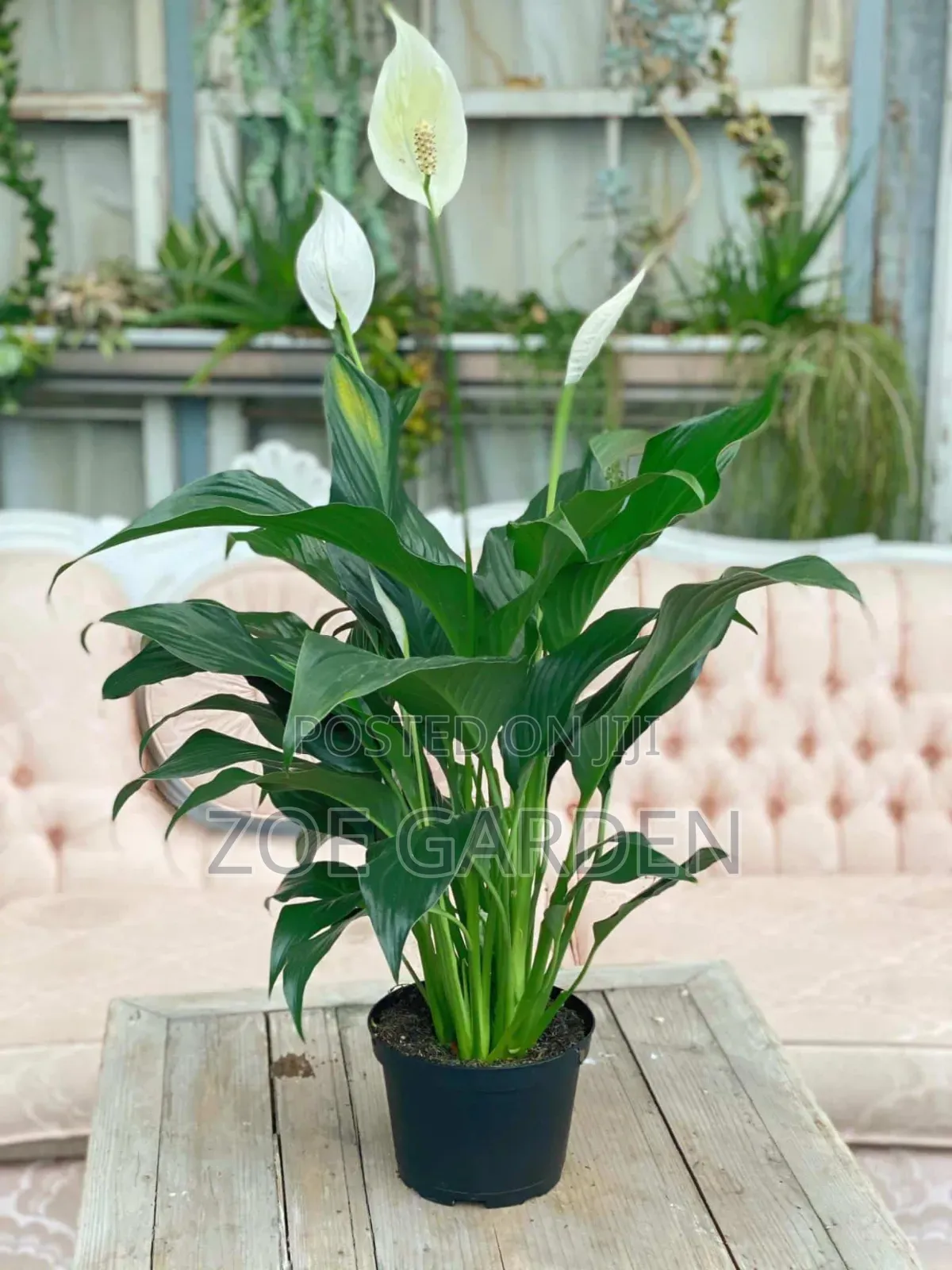 Peace Lilly