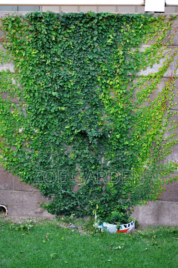 Wall Ficus- Focus Pumilia