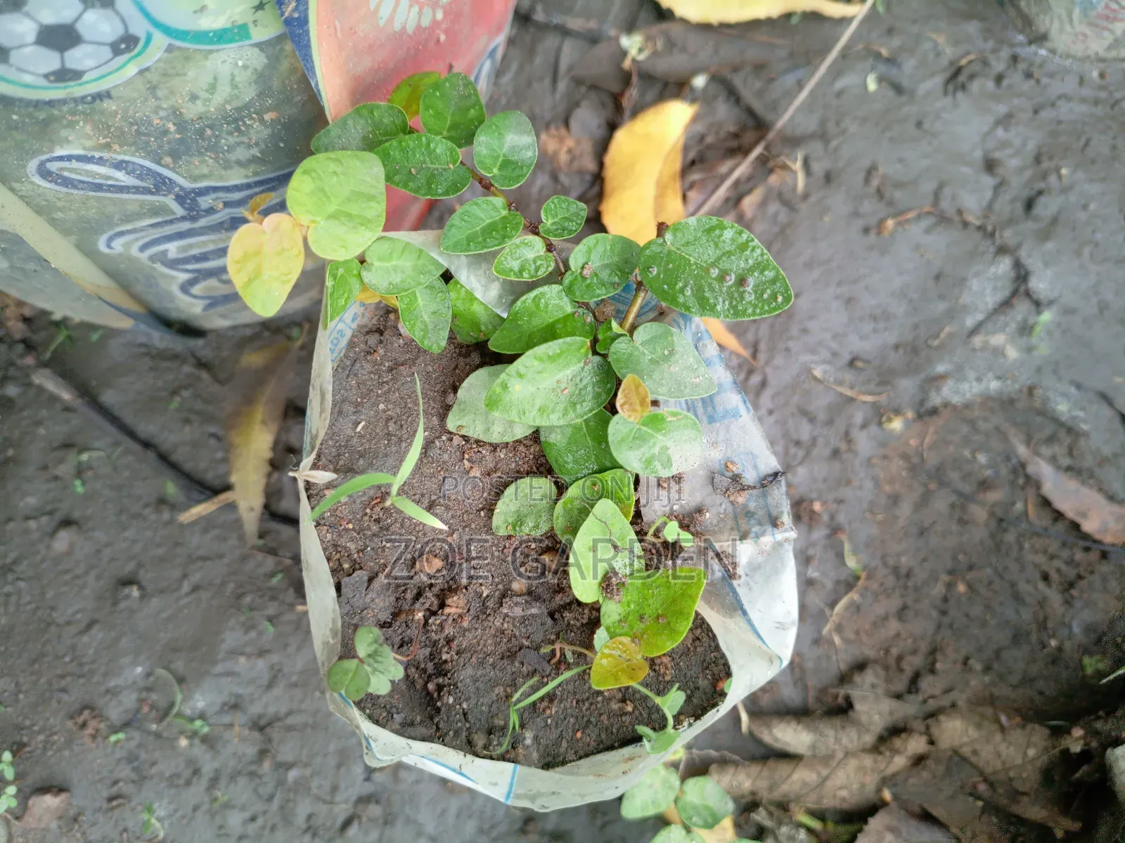 Wall Ficus- Focus Pumilia