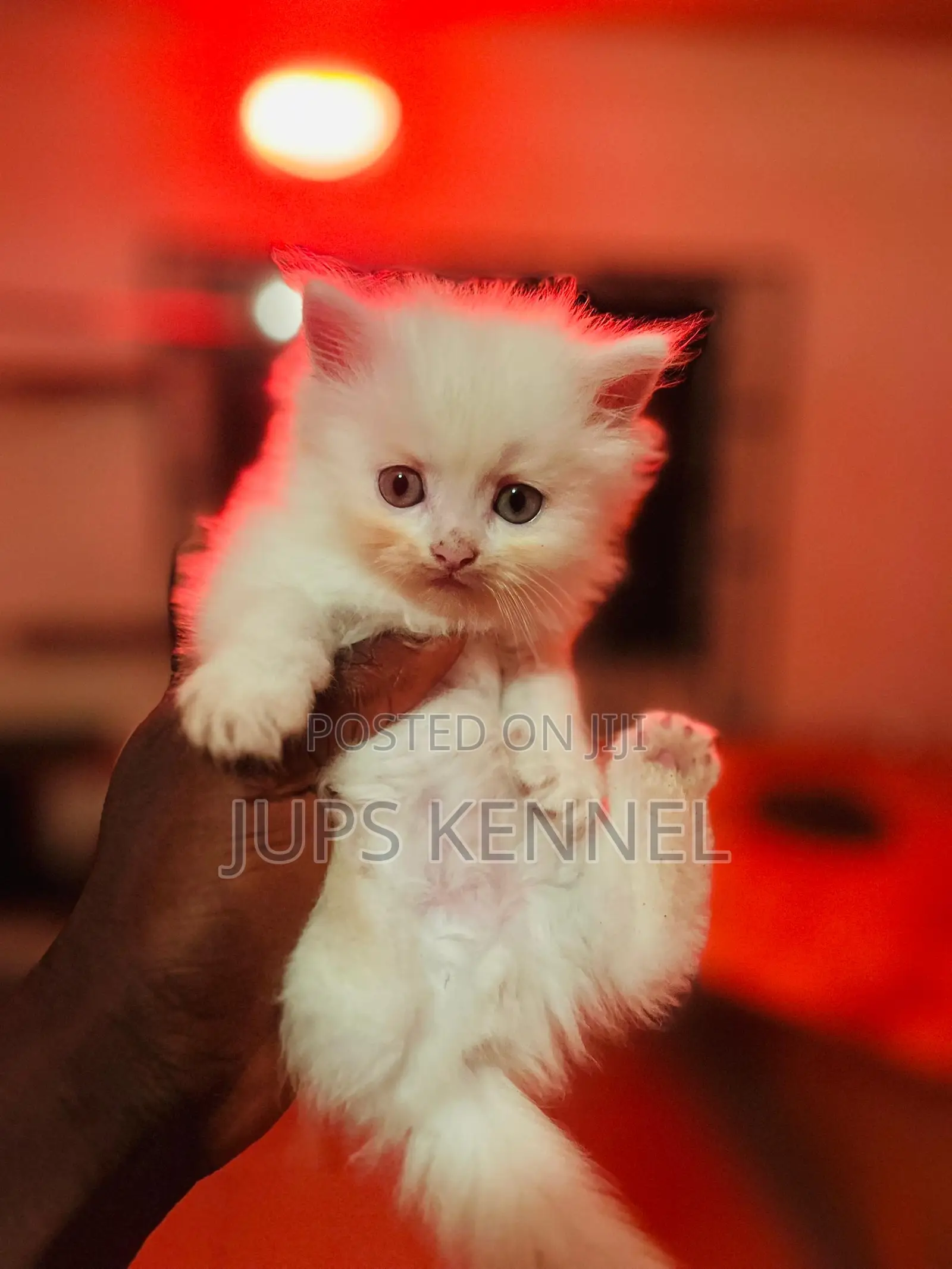 1-3 months Female Purebred Persian