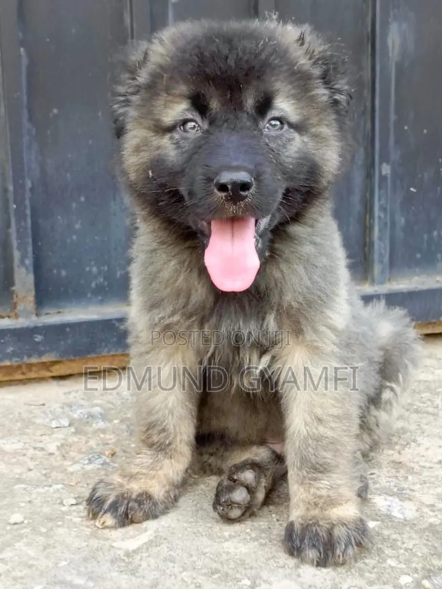 1-3 months Male Purebred Caucasian Shepherd