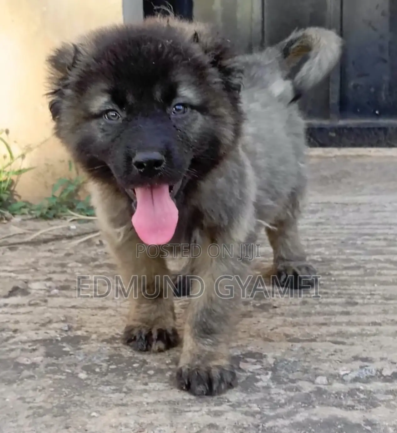 1-3 months Male Purebred Caucasian Shepherd