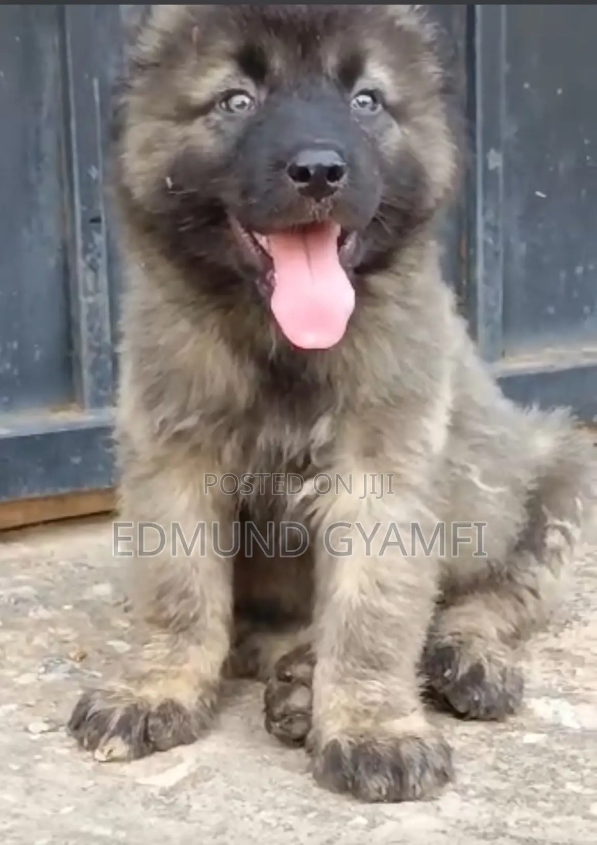 1-3 months Male Purebred Caucasian Shepherd