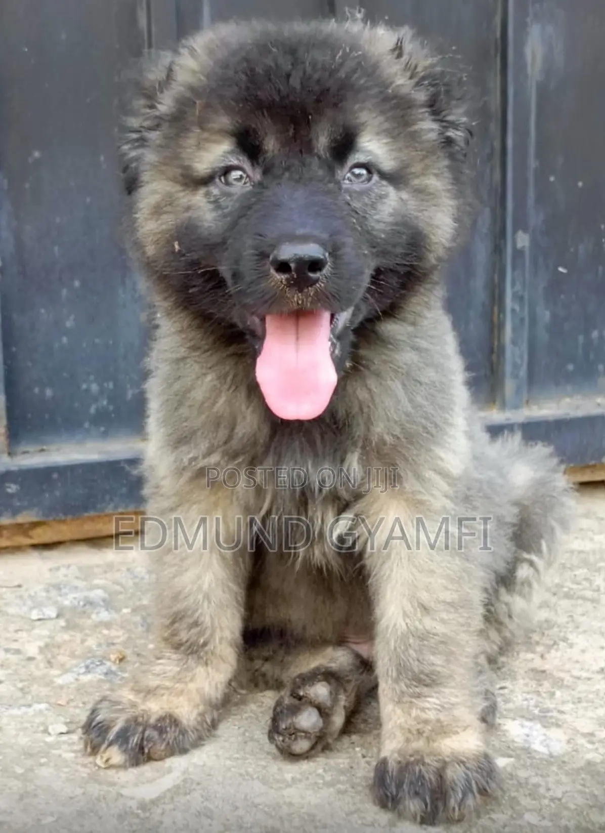 1-3 months Male Purebred Caucasian Shepherd