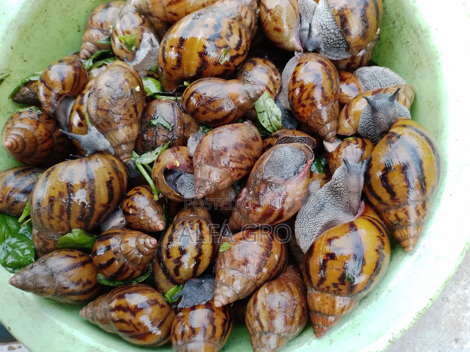Snail Feed Supplement(10kg)