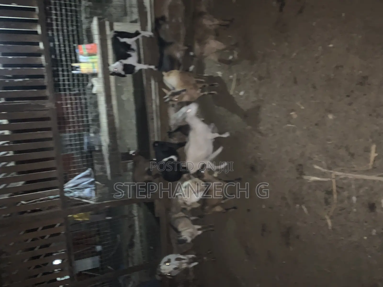 Live Goat Available Now