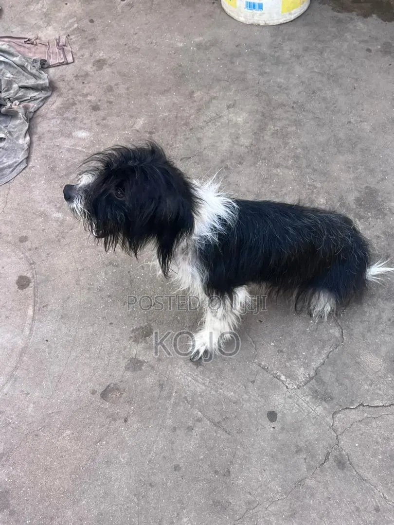 1+ year Female Purebred Poodle