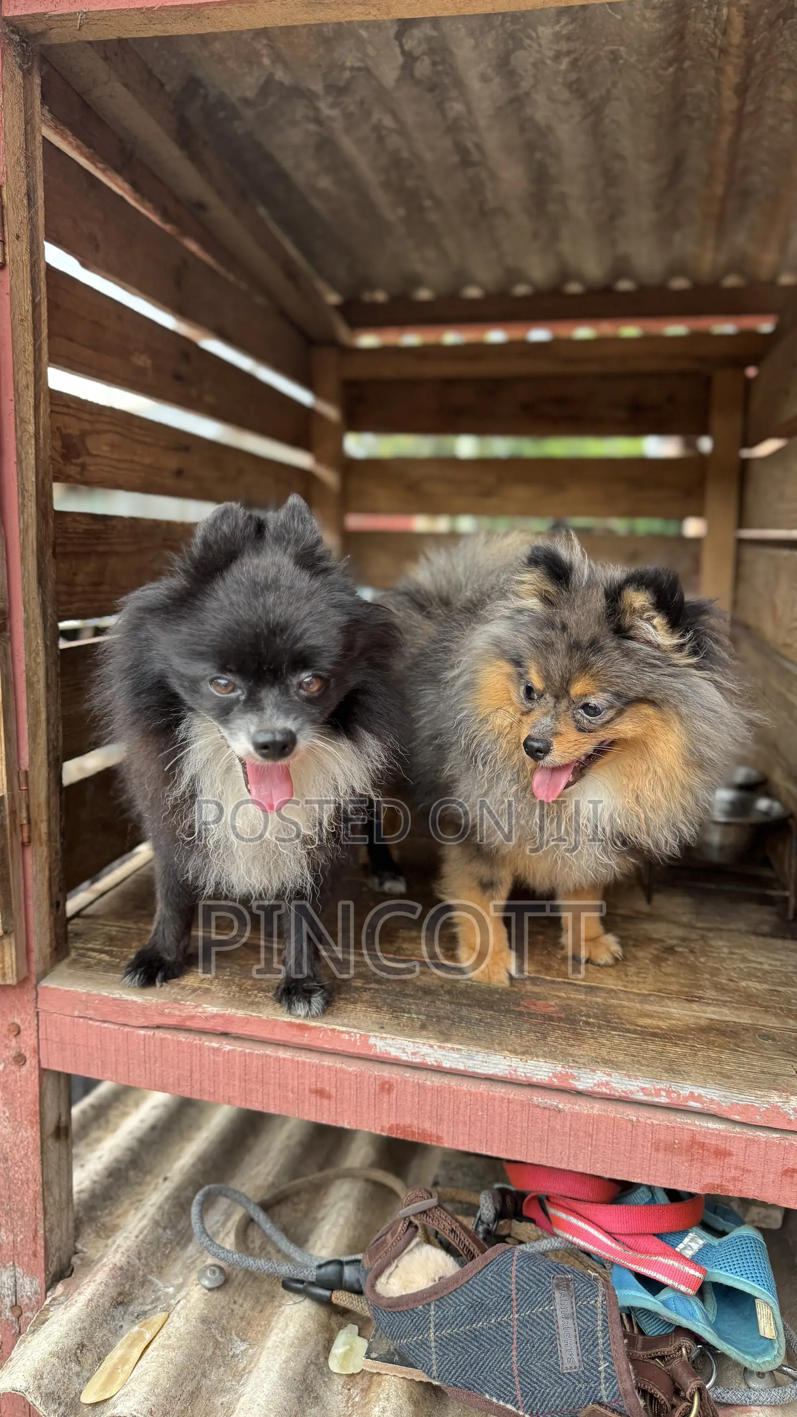 1+ year Male Purebred Pomeranian