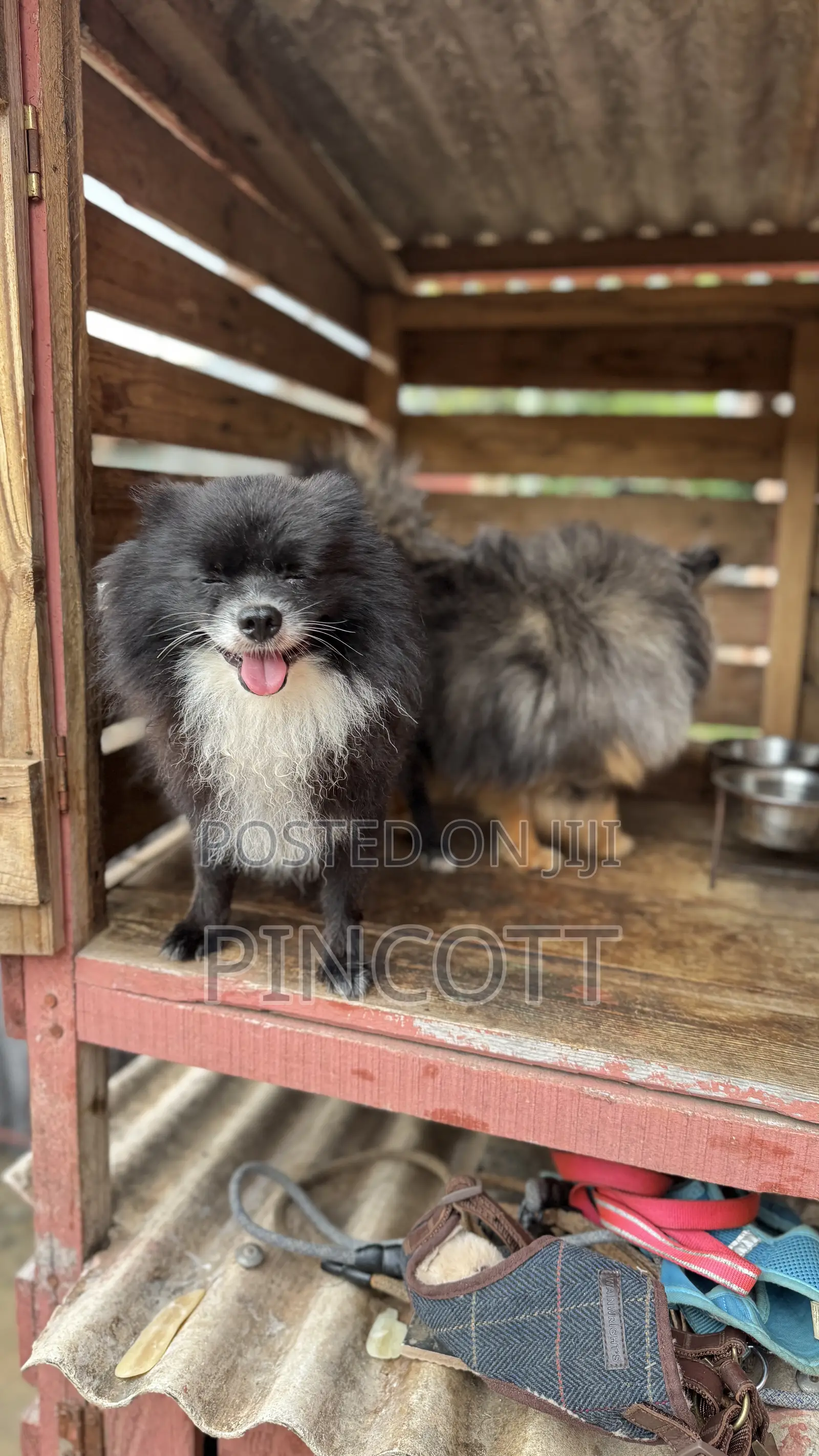 1+ year Male Purebred Pomeranian
