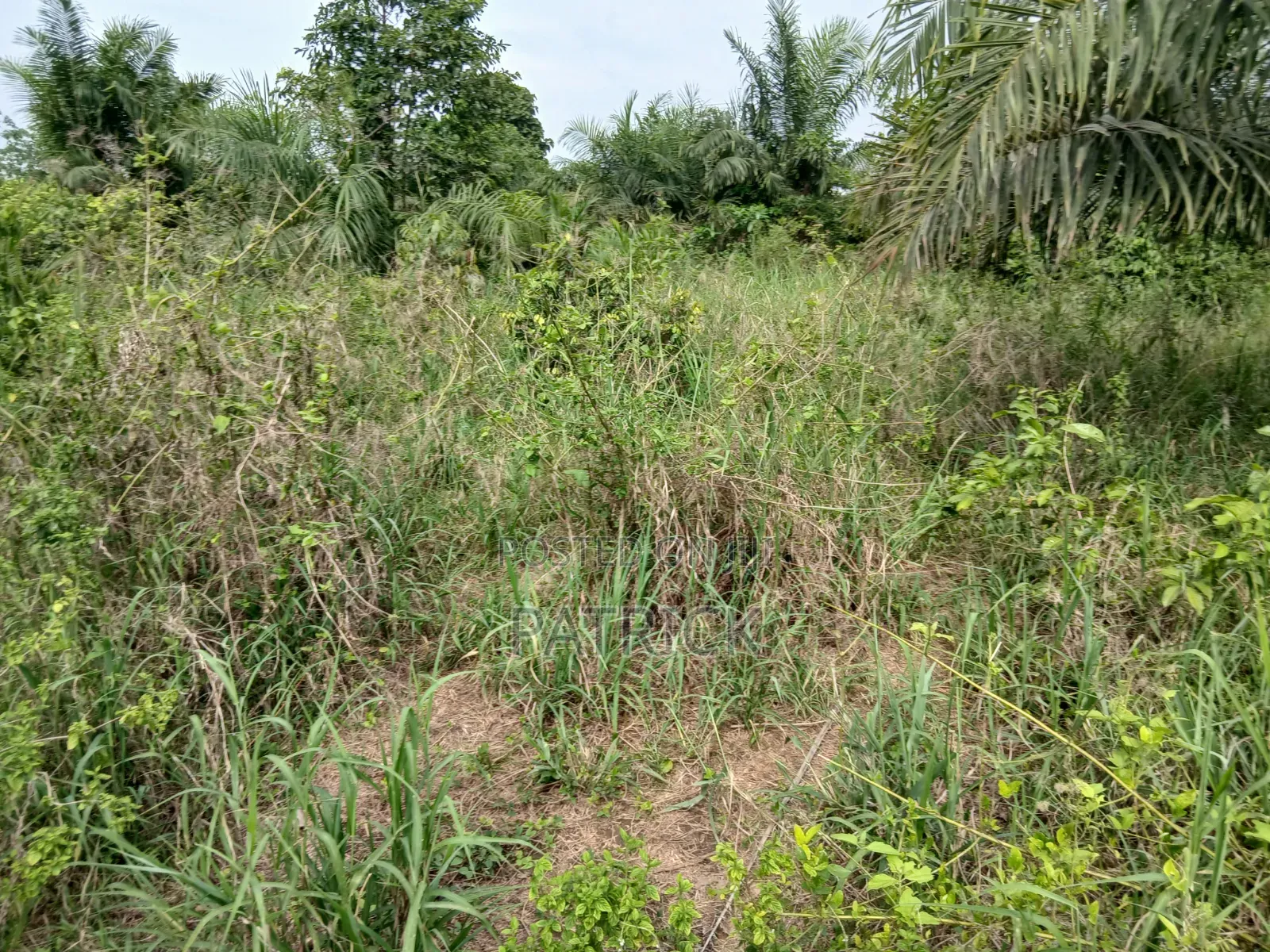 3 Plots of Land 4sale at Offinso Amoawi