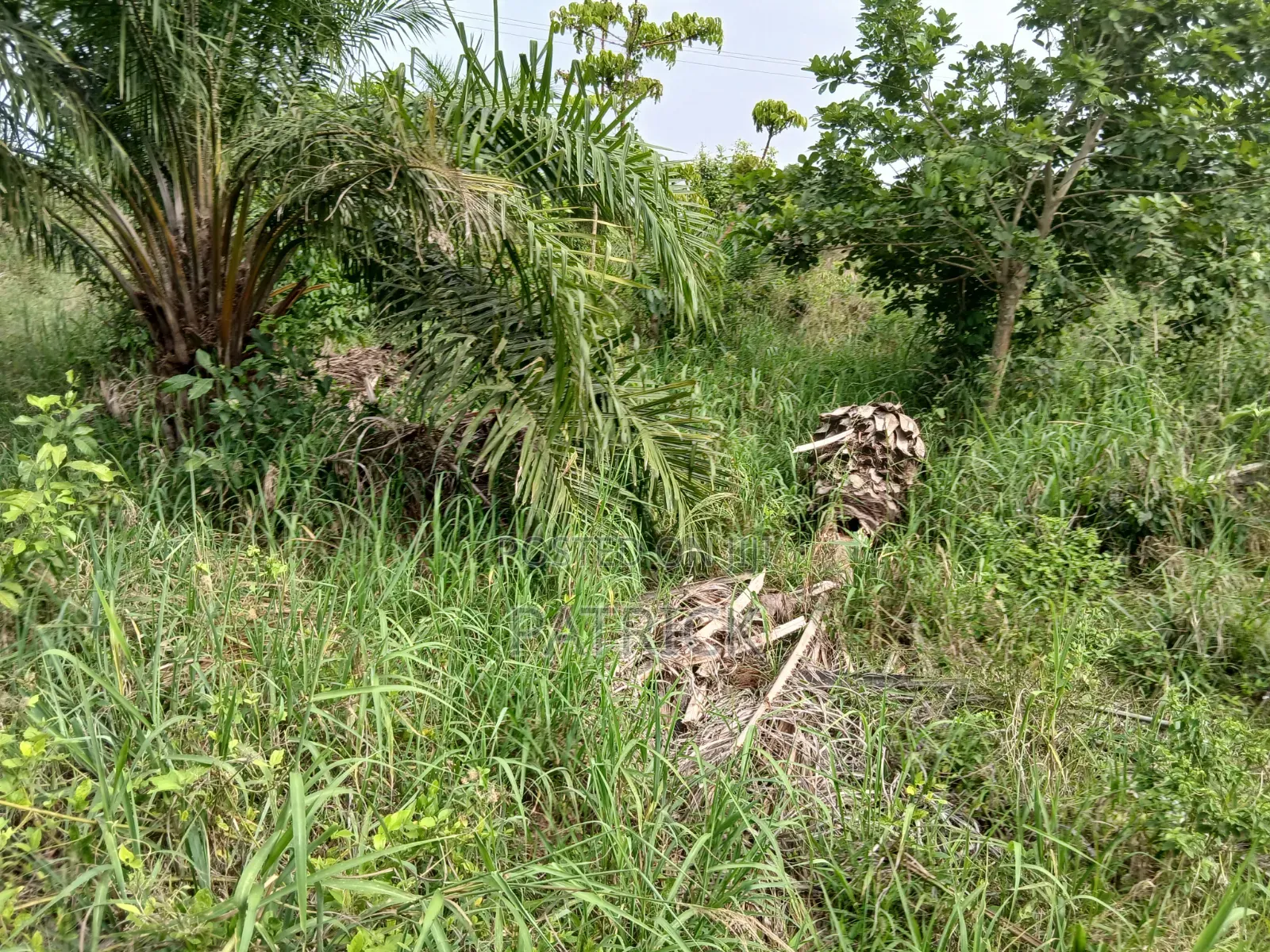 3 Plots of Land 4sale at Offinso Amoawi