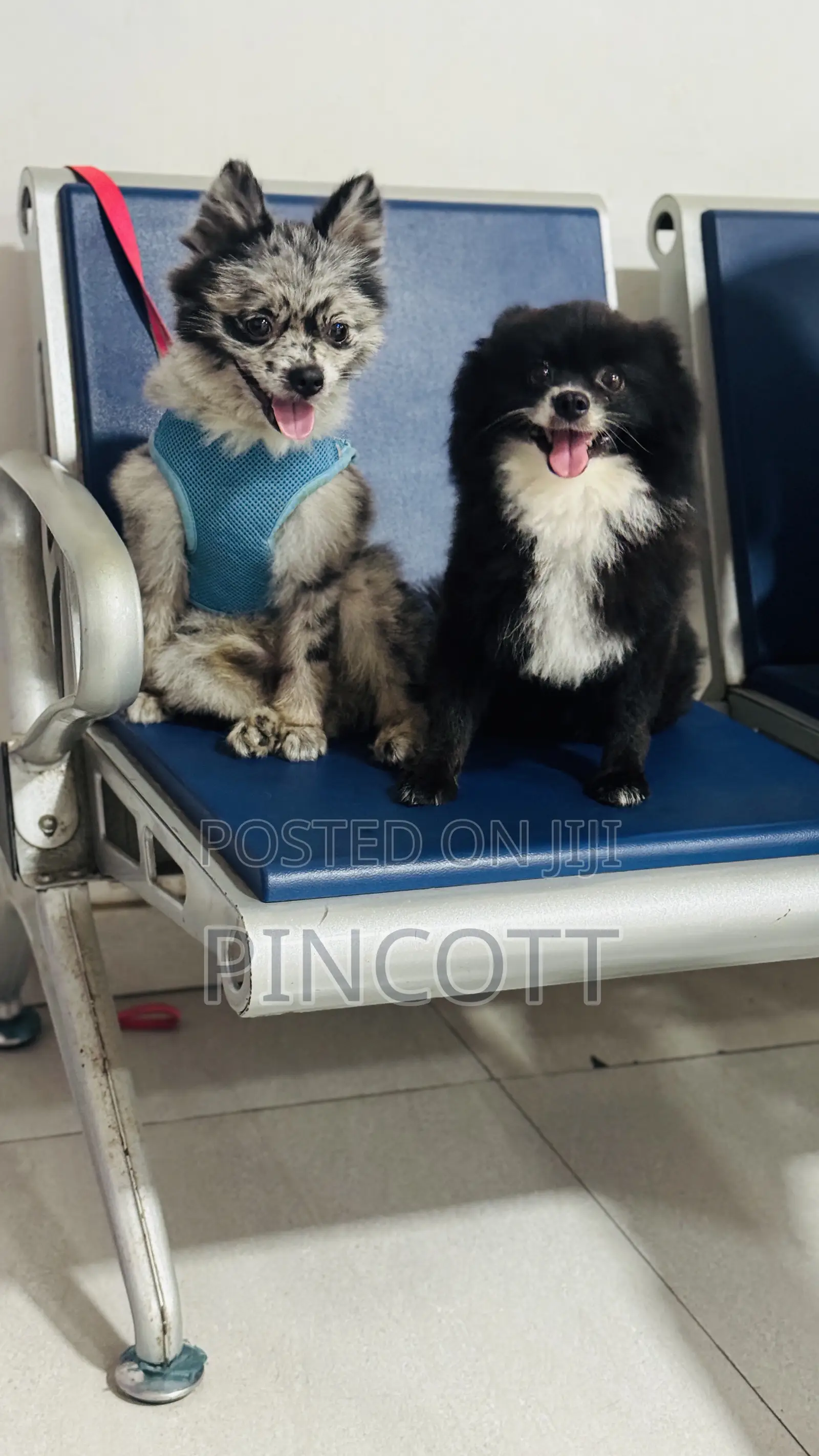 1+ year Male Purebred Pomeranian