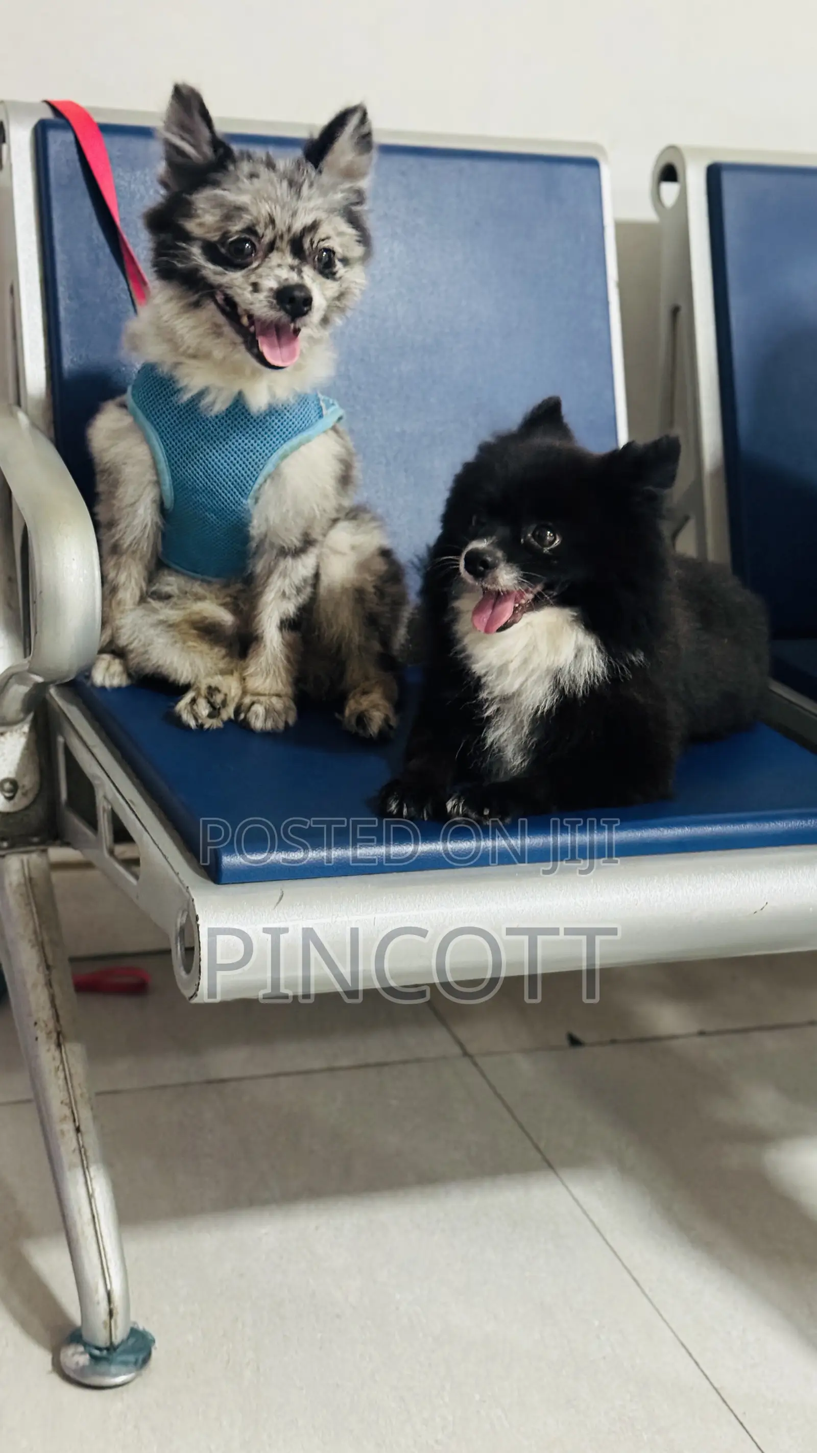 1+ year Male Purebred Pomeranian