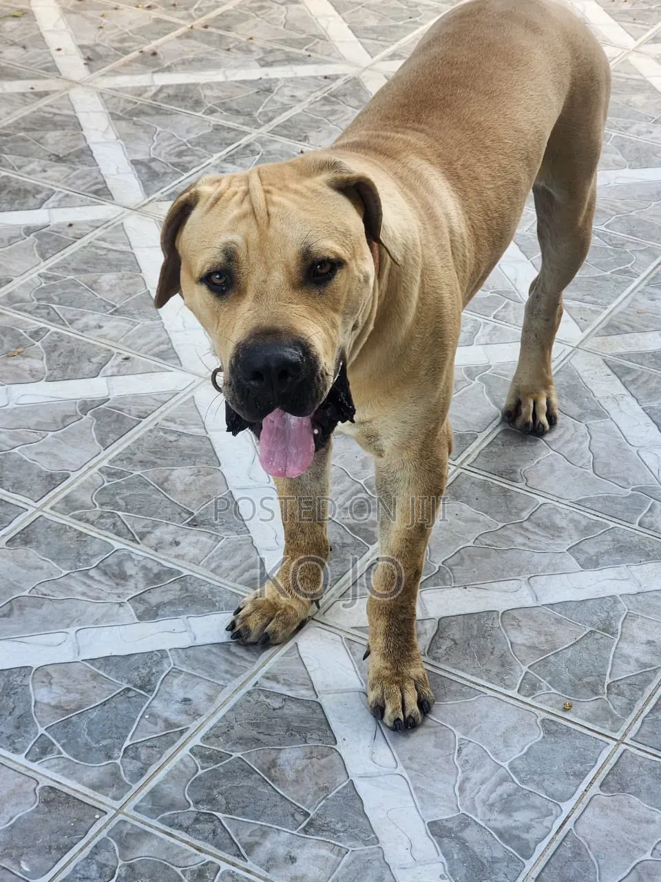 1+ year Male Purebred Boerboel