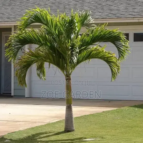 Veitchia Palm