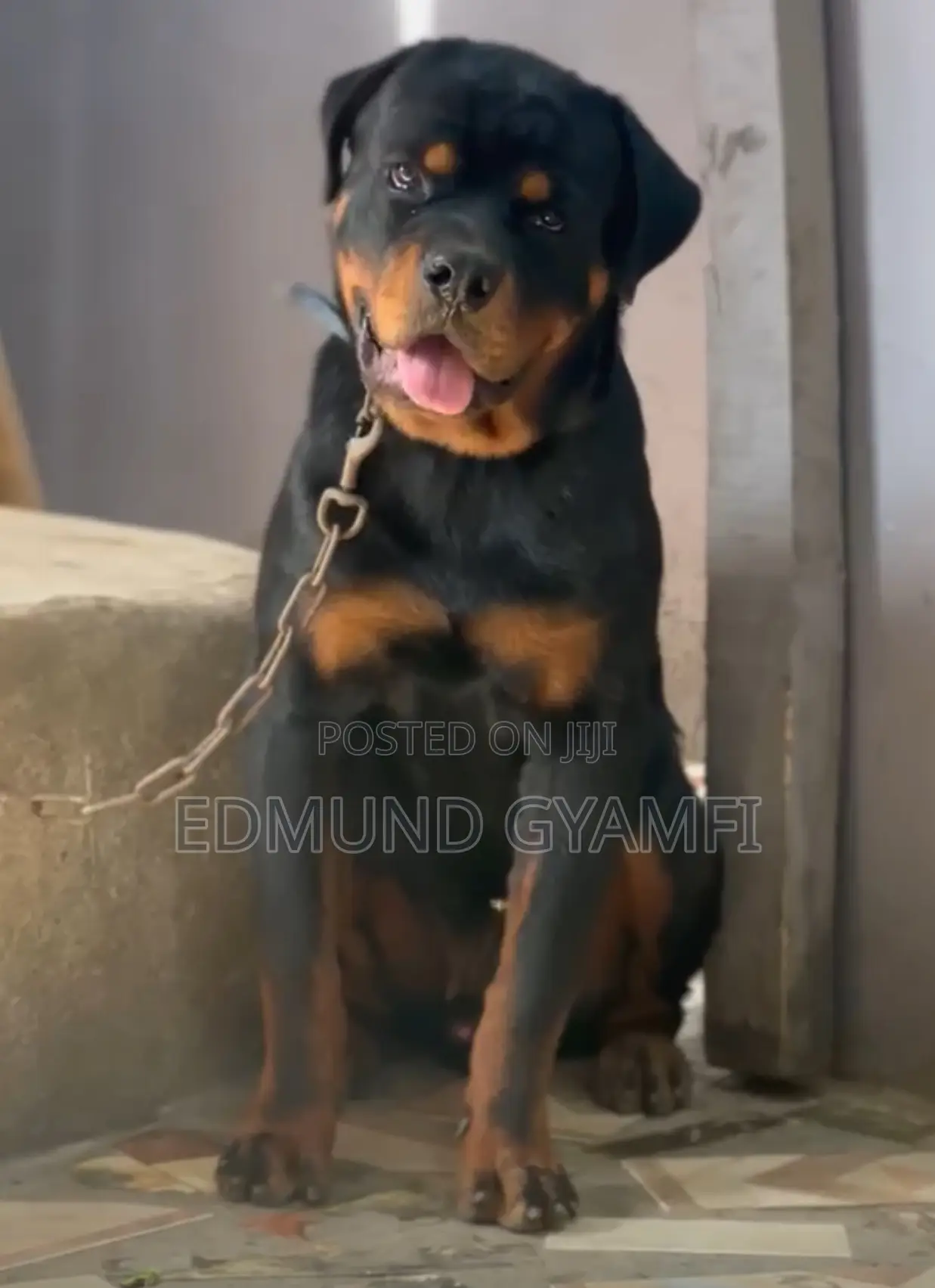6-12 months Male Purebred Rottweiler