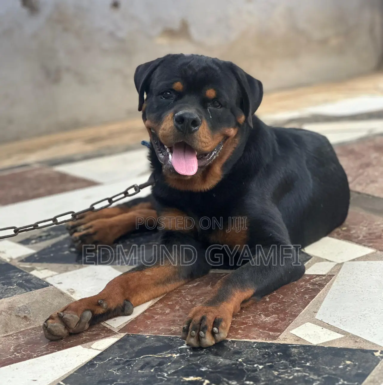 6-12 months Male Purebred Rottweiler