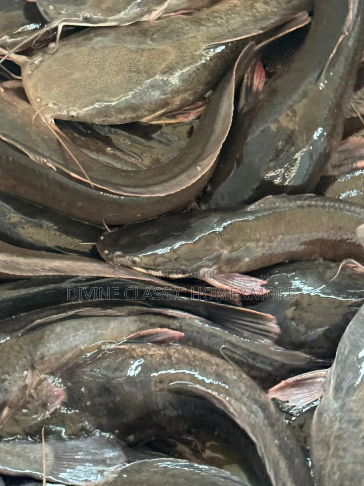 Fresh Big Sizes Catfish For Sale