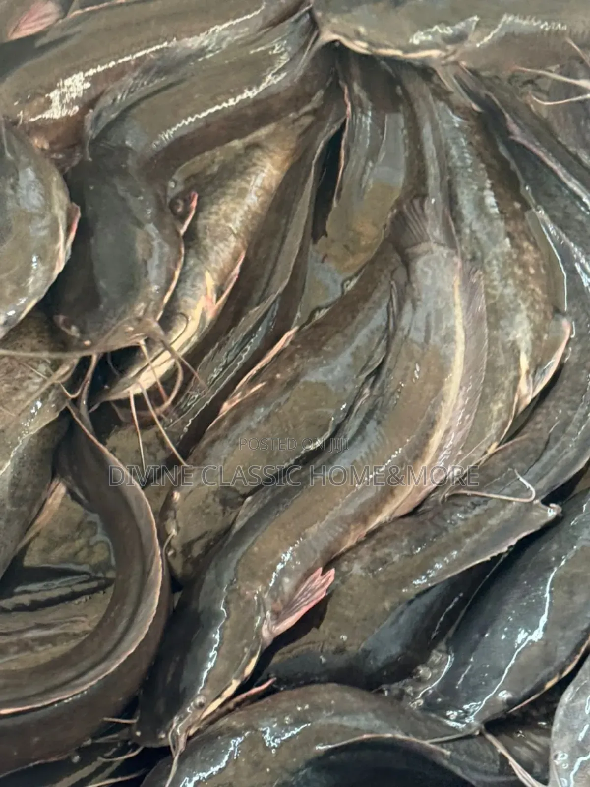 Fresh Big Sizes Catfish For Sale