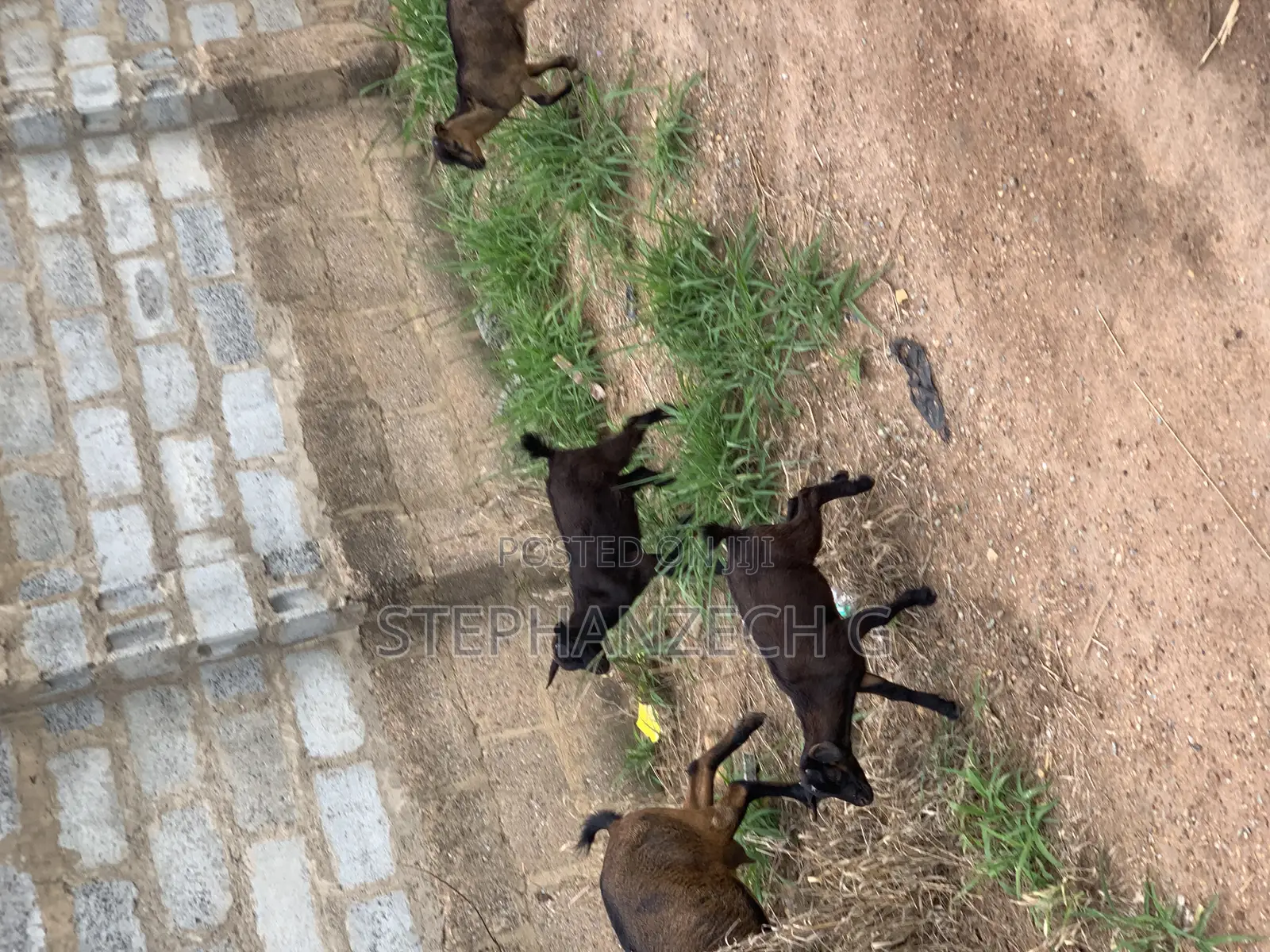 Goats Available Now at Affordable Prices