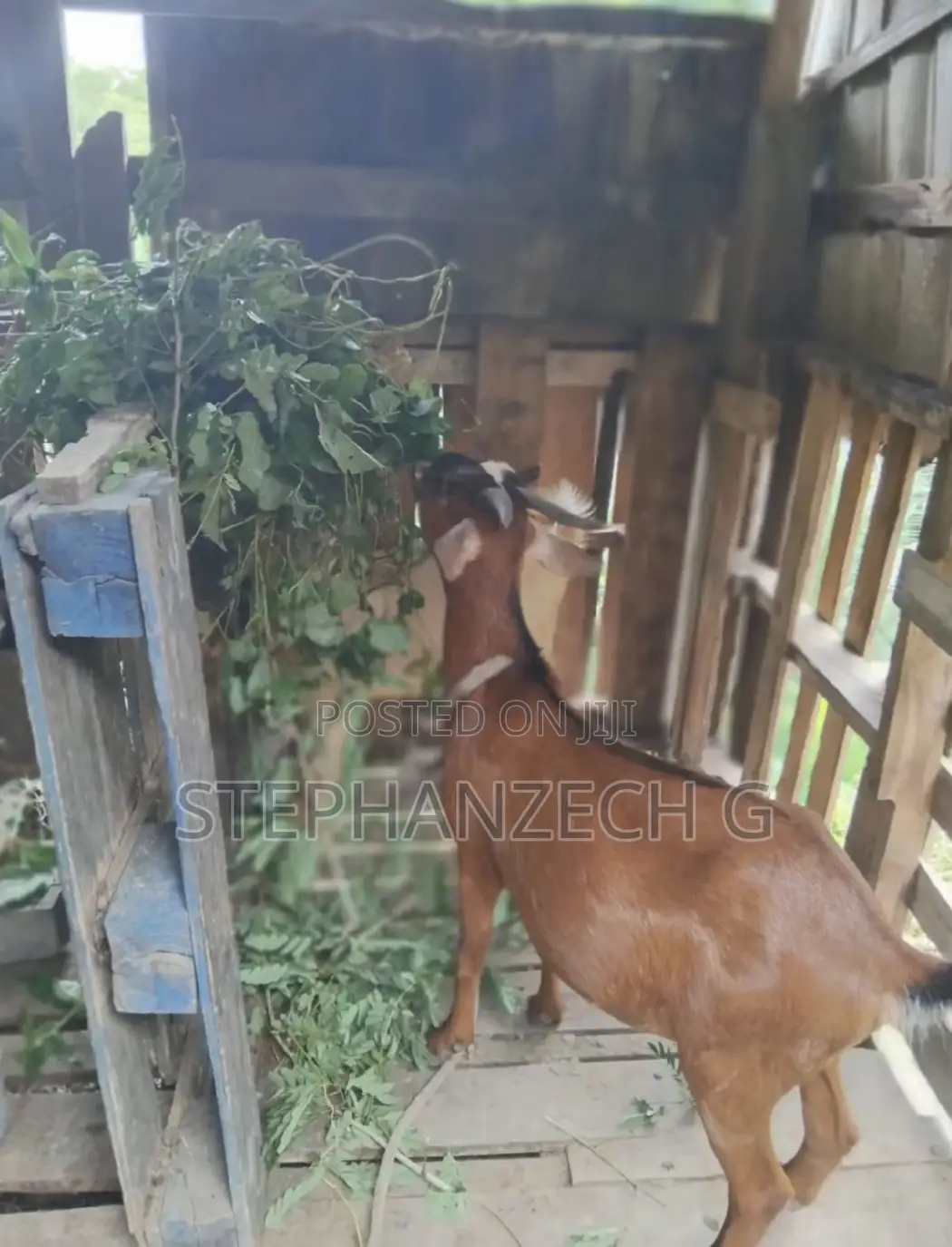 Goat for Sell