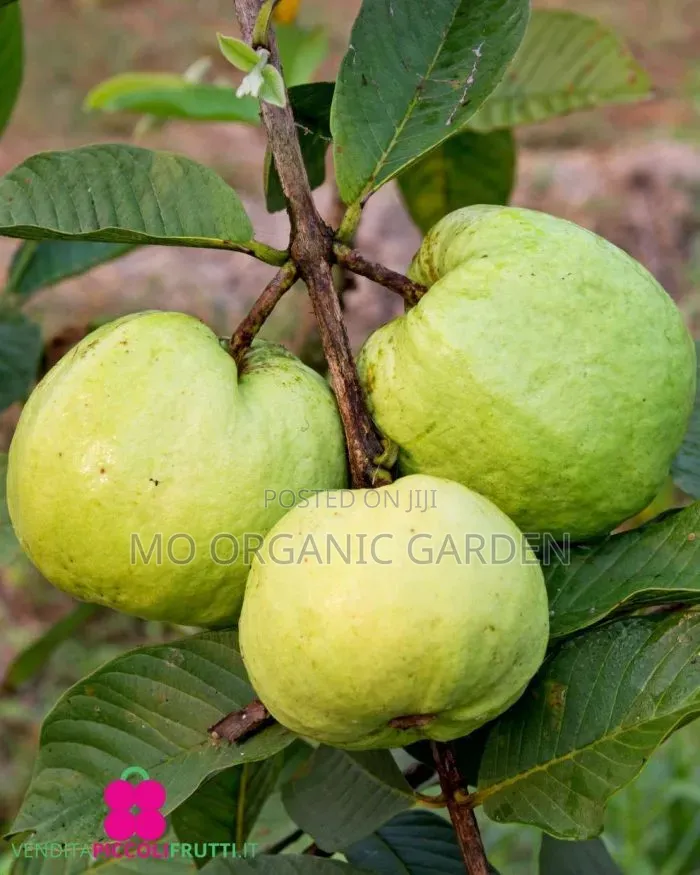 White Jumbo Guava Plant Seedling