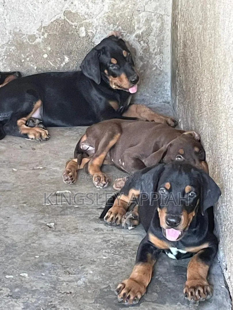 1-3 months Male Purebred Doberman Pinscher