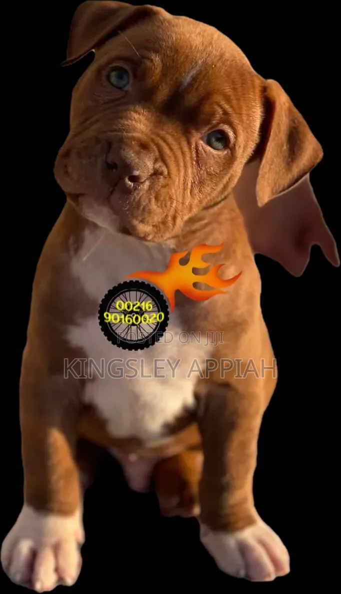 1-3 months Male Purebred American Bully