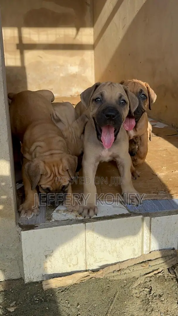 1-3 months Female Purebred Boerboel