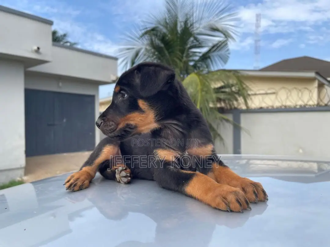 1-3 months Male Purebred Doberman Pinscher