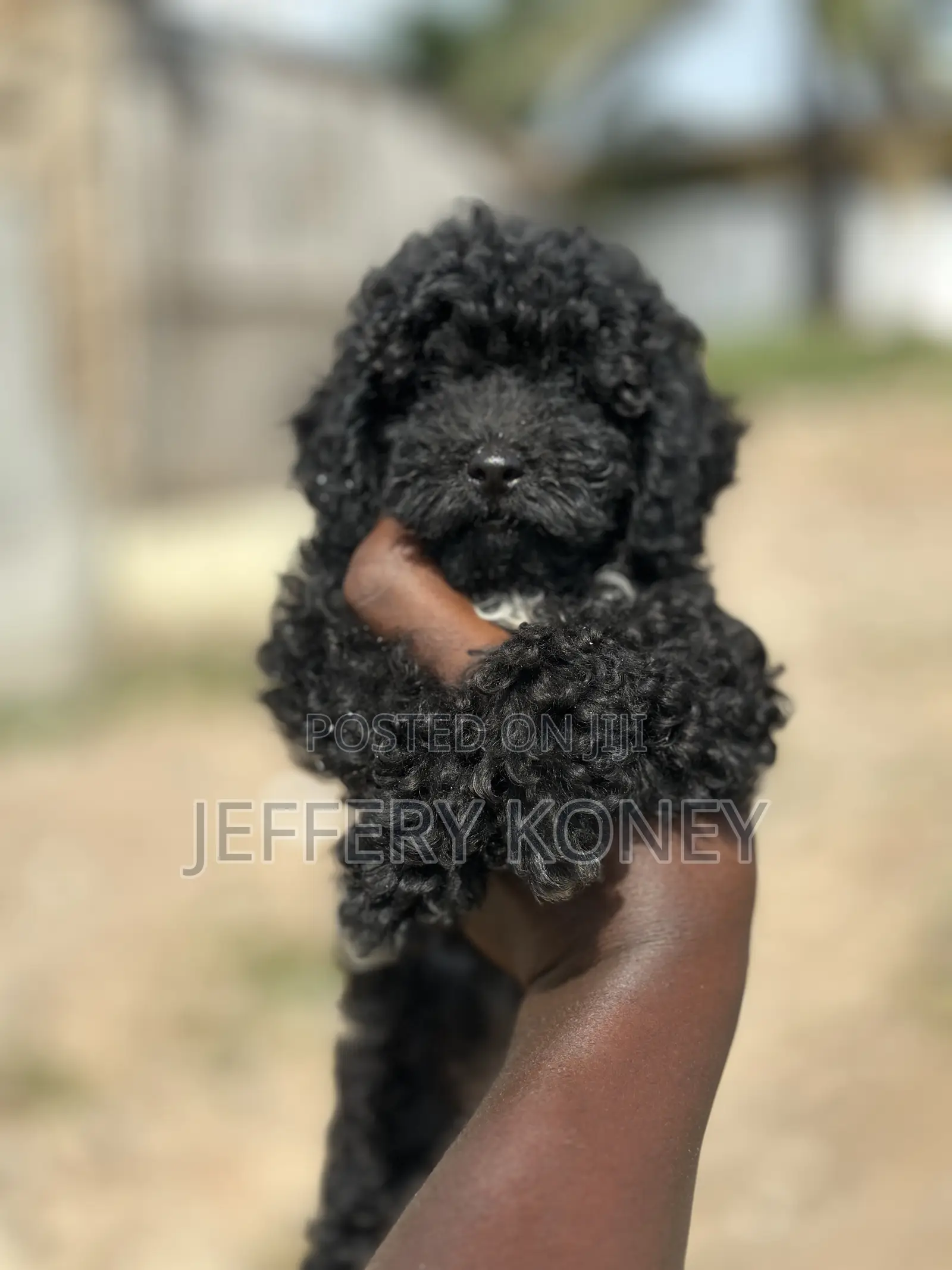 1-3 months Female Purebred Poodle