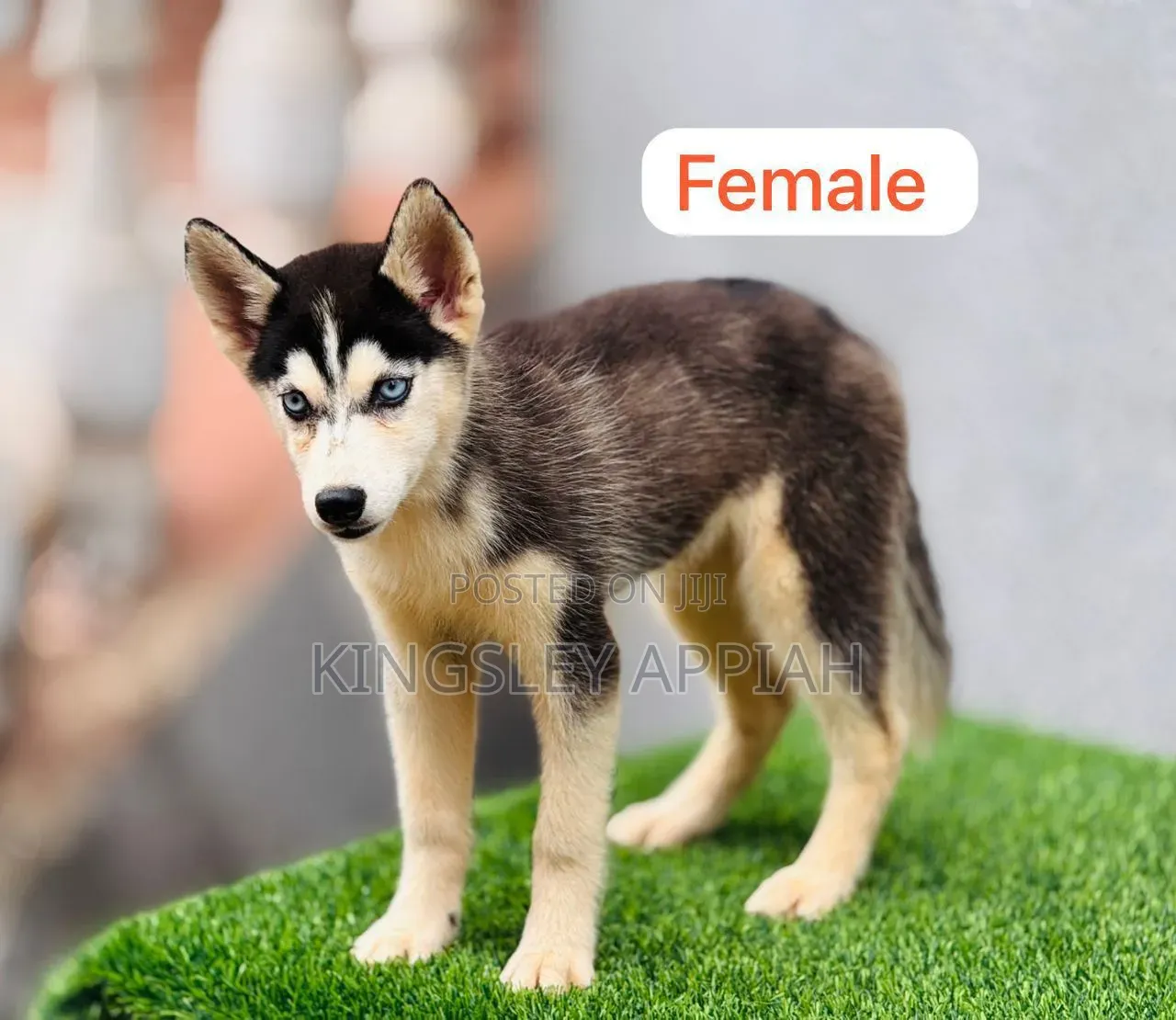 1-3 months Male Purebred Siberian Husky