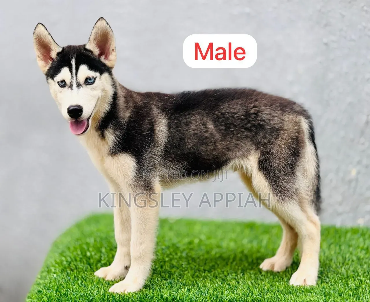 1-3 months Male Purebred Siberian Husky