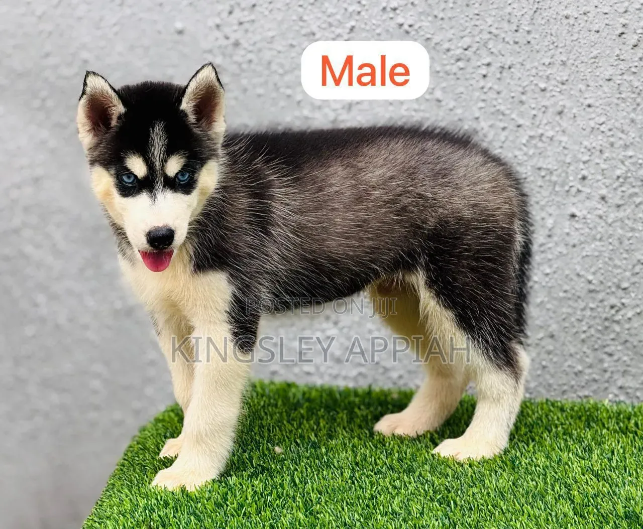 1-3 months Male Purebred Siberian Husky