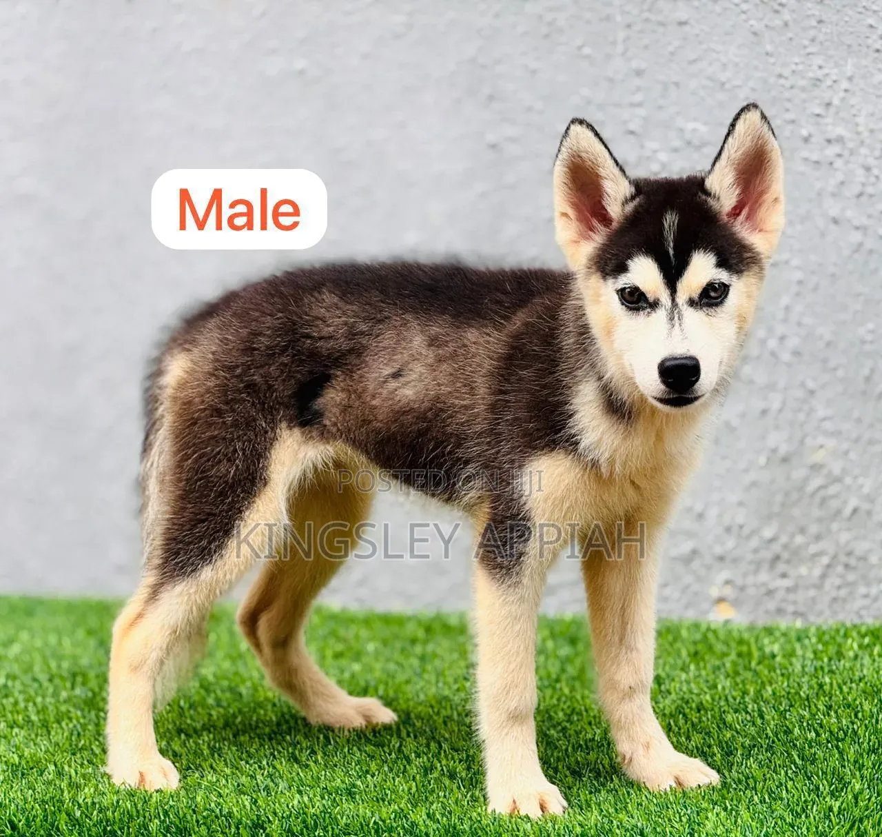 1-3 months Male Purebred Siberian Husky