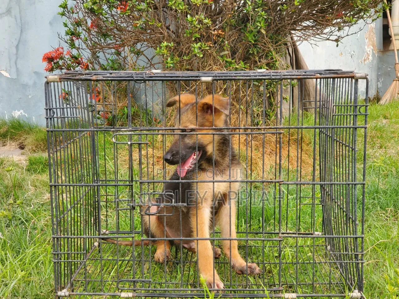 1-3 months Male Purebred German Shepherd