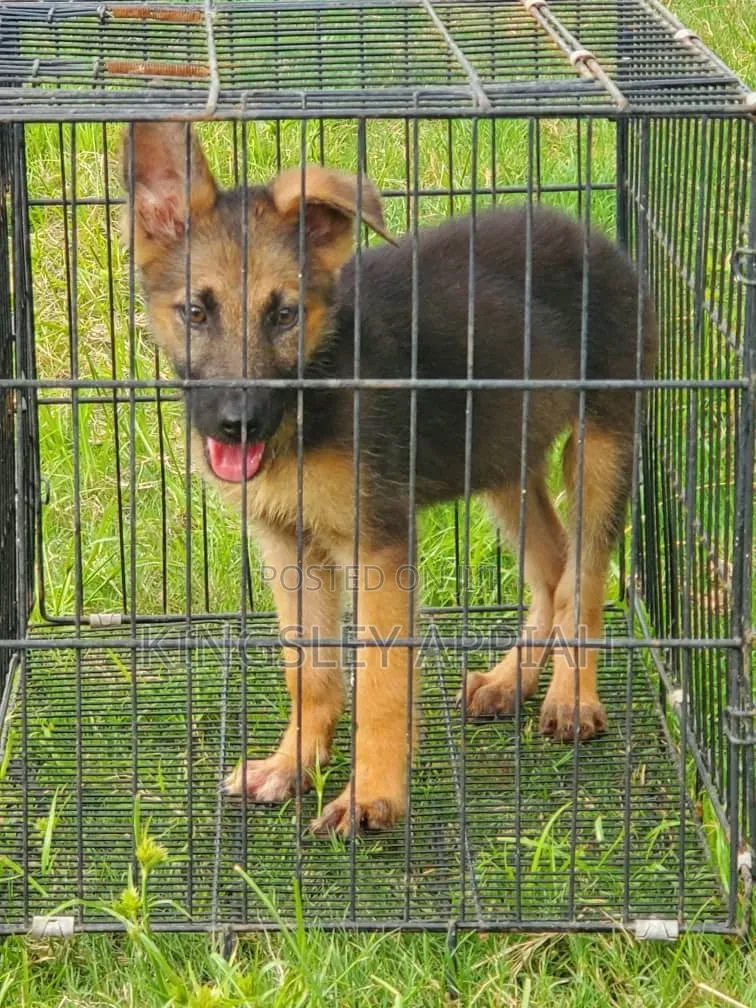 1-3 months Male Purebred German Shepherd