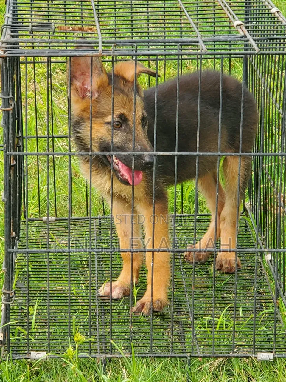 1-3 months Male Purebred German Shepherd