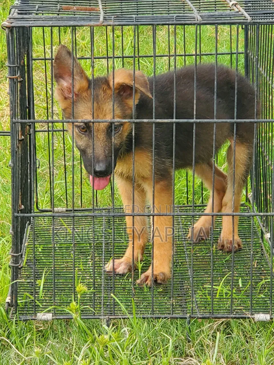 1-3 months Male Purebred German Shepherd
