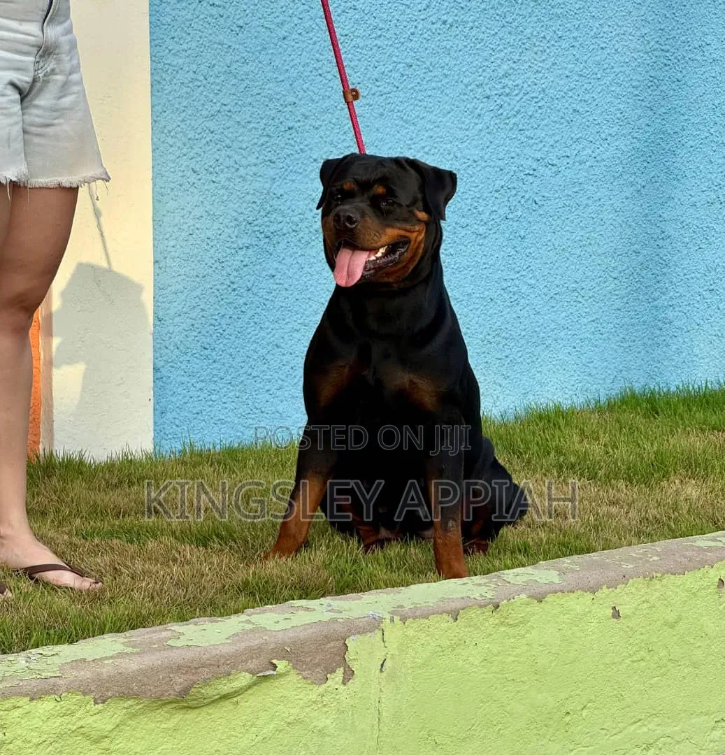 1+ year Female Purebred Rottweiler