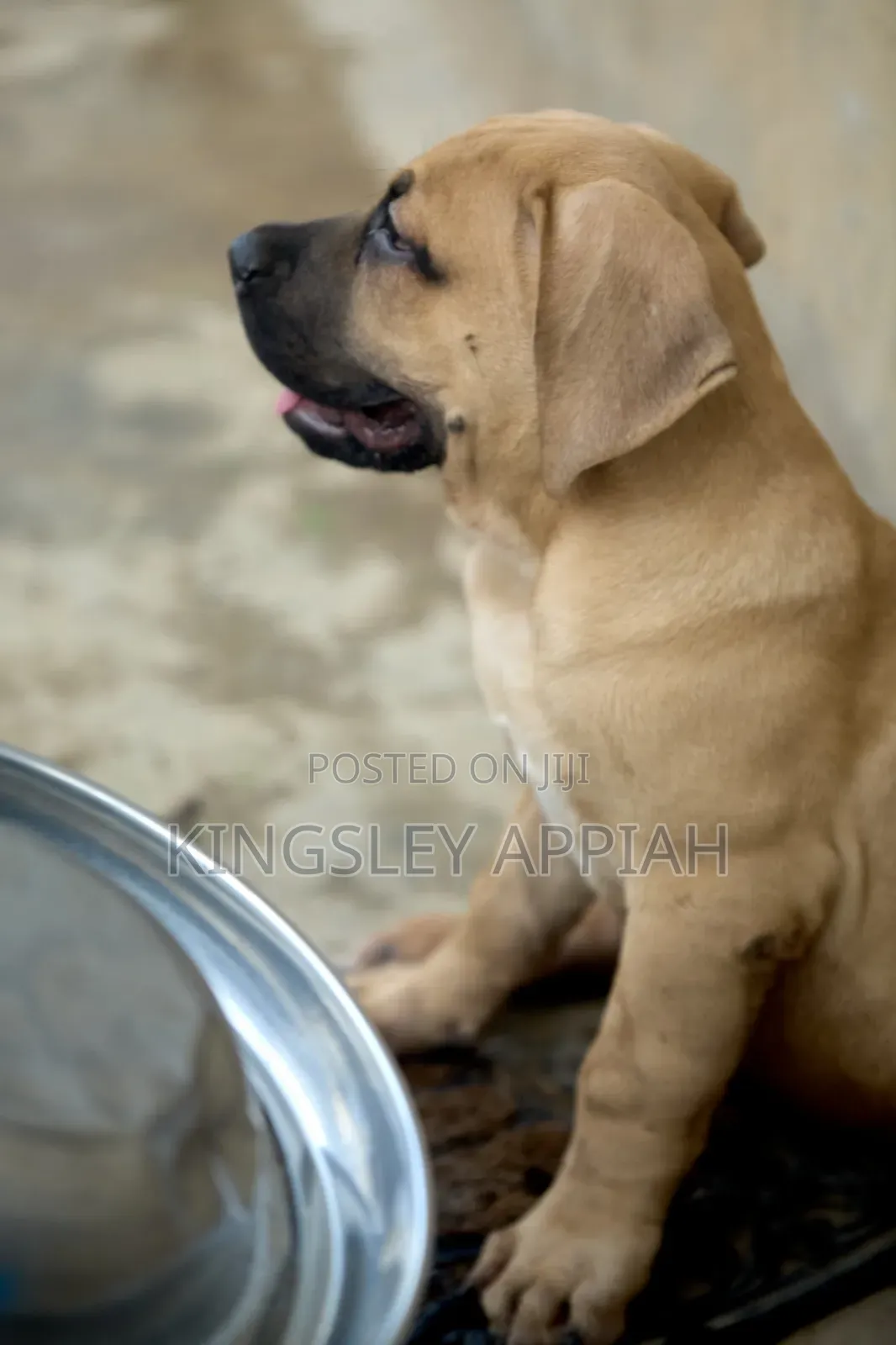 1-3 months Female Purebred Boerboel
