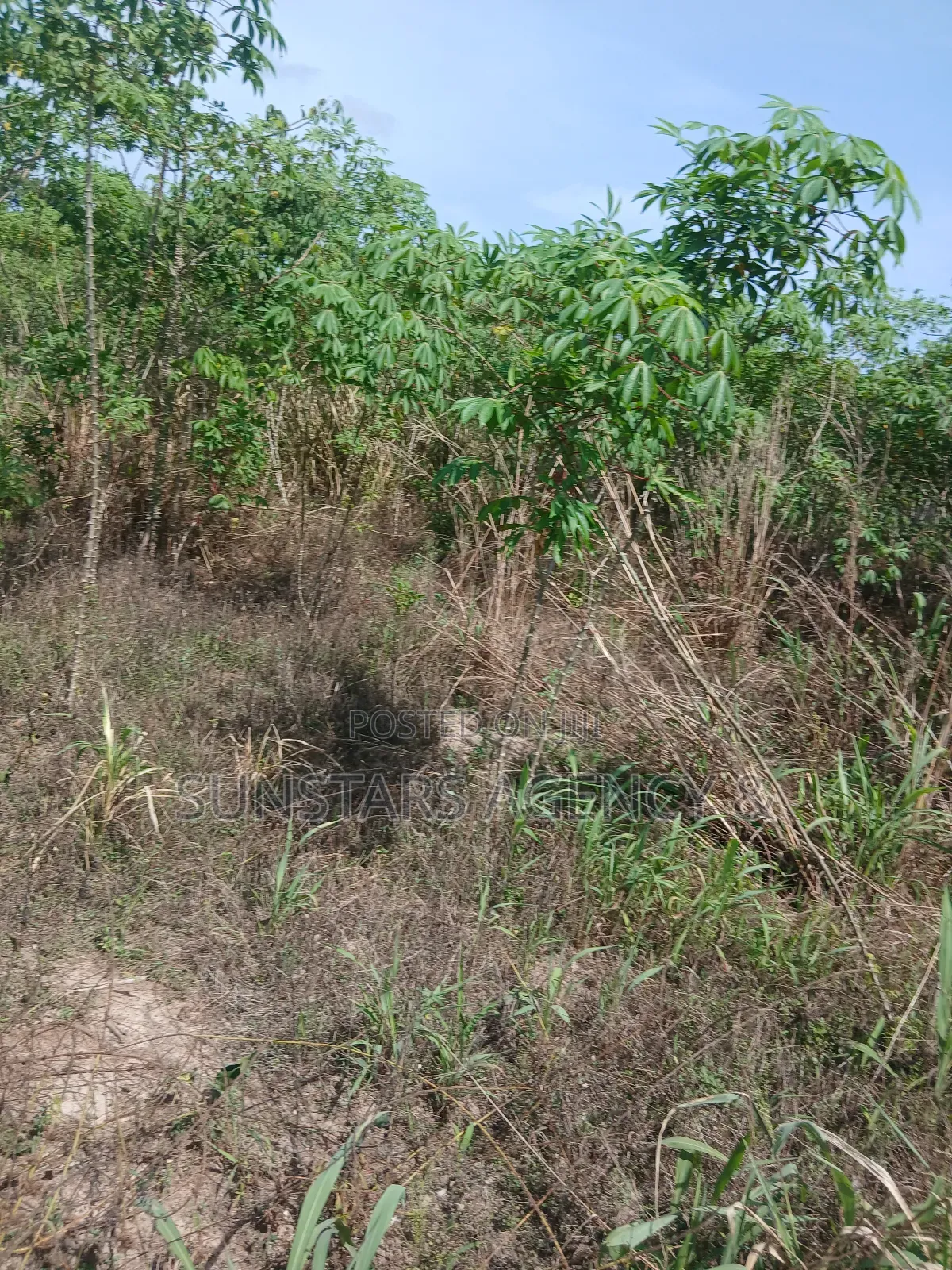 Acre Of Fertile Farm Land In Hohoe For Sale