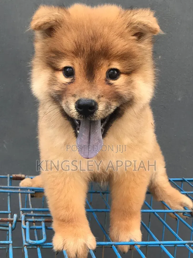 1-3 months Male Purebred Chow Chow
