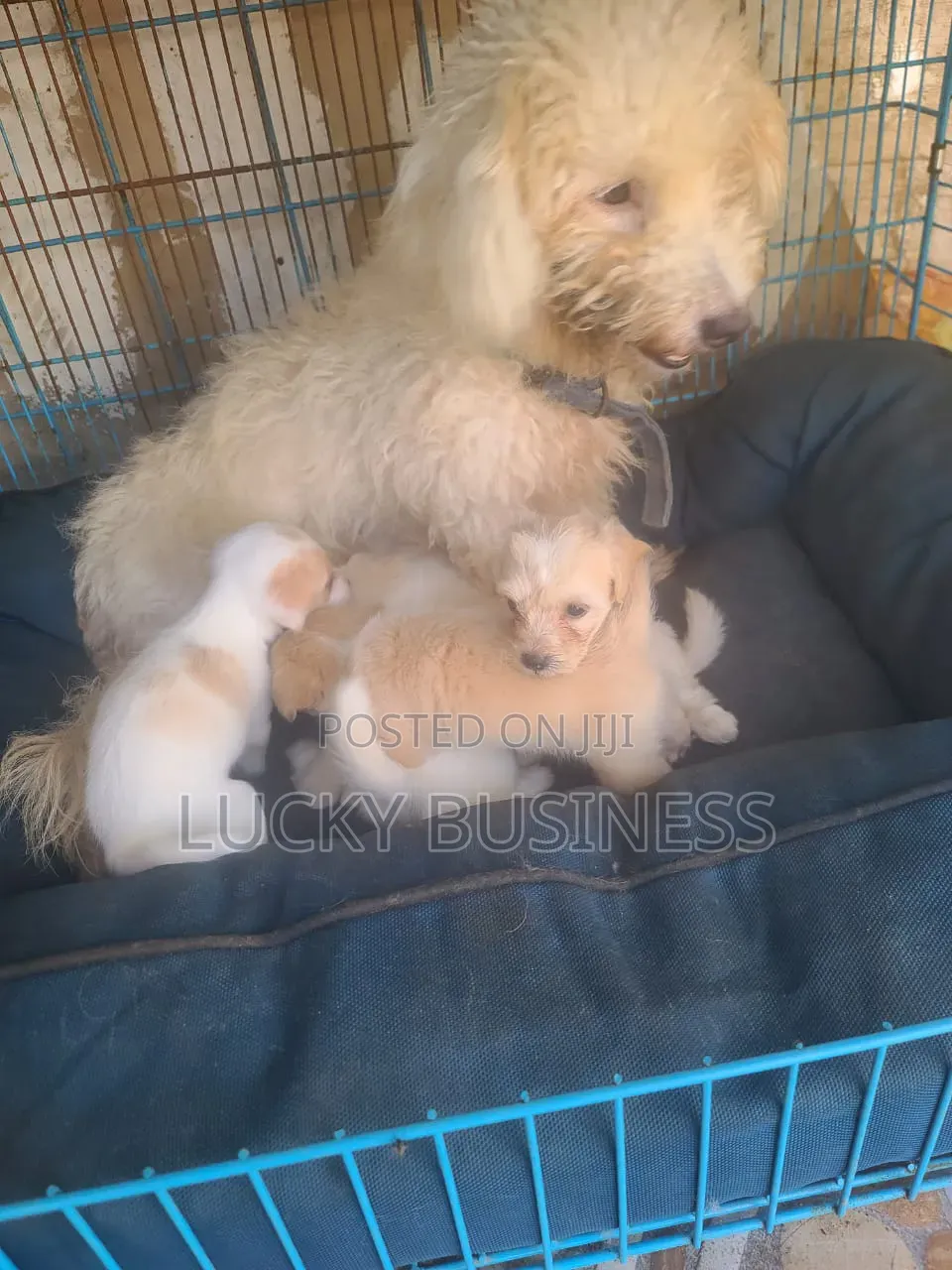 0-1 month Female Purebred Maltese