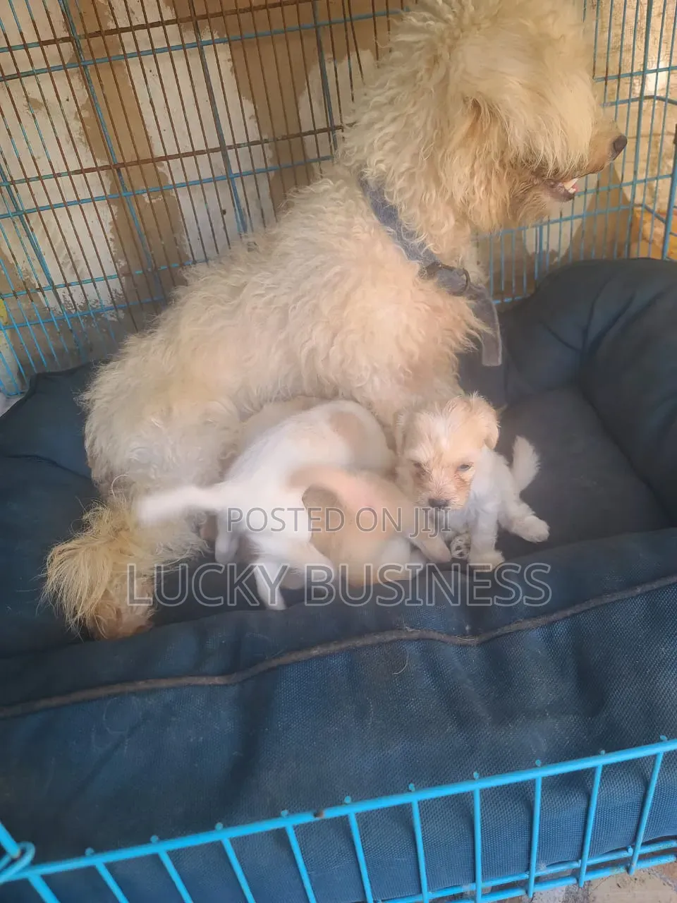 0-1 month Female Purebred Maltese
