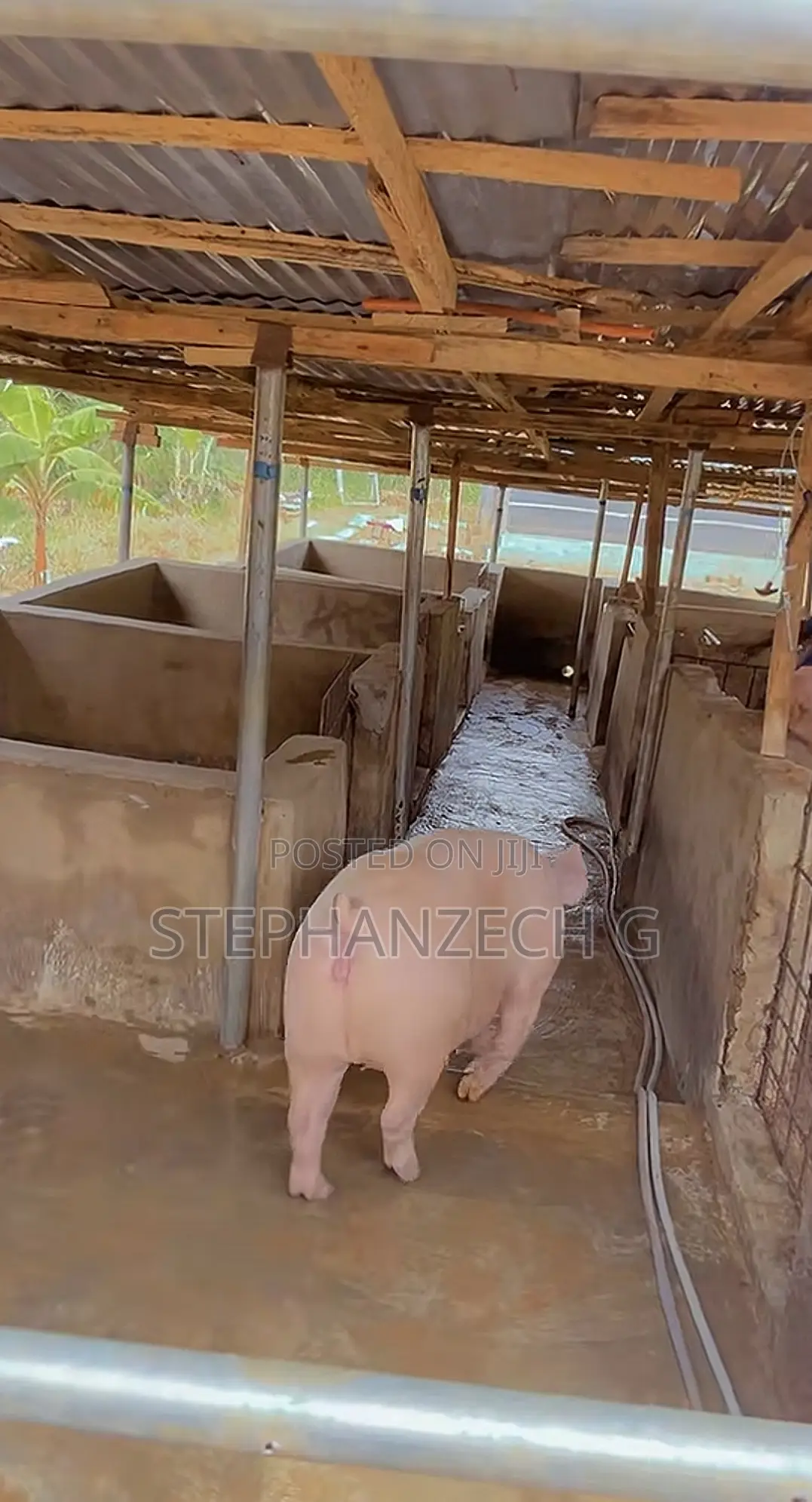 Pigs Farm Now Going Viral