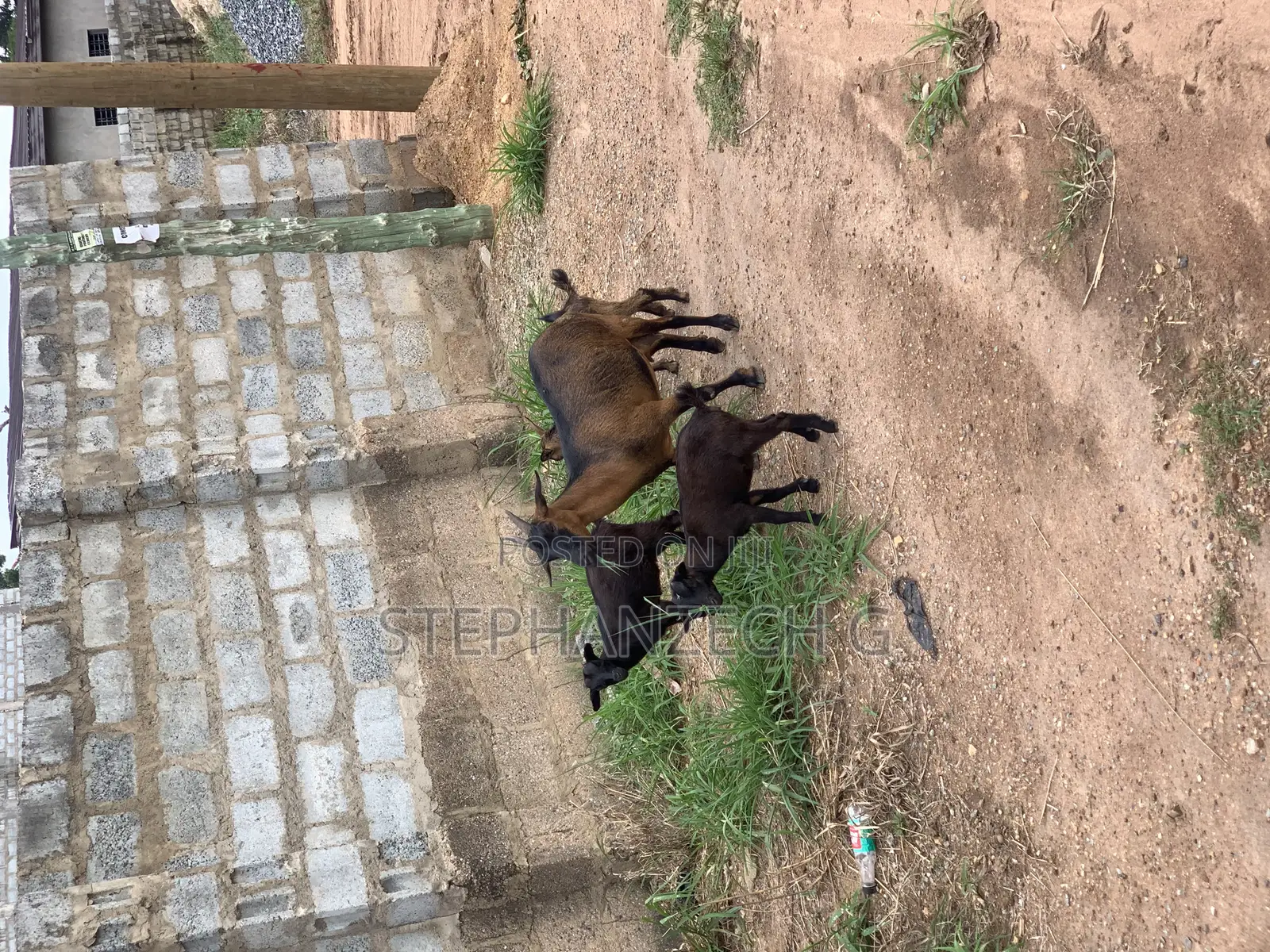 Hello Here Are the Best Goat to Own