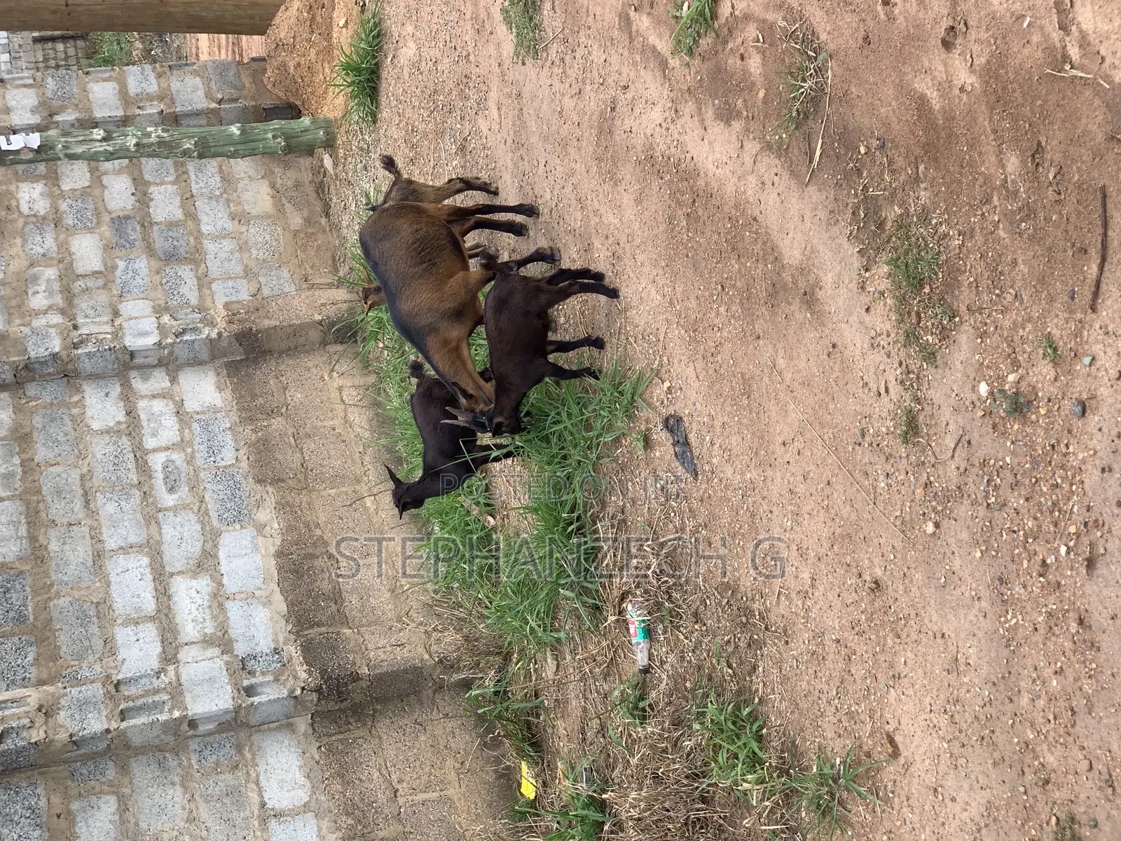 Hello Here Are the Best Goat to Own
