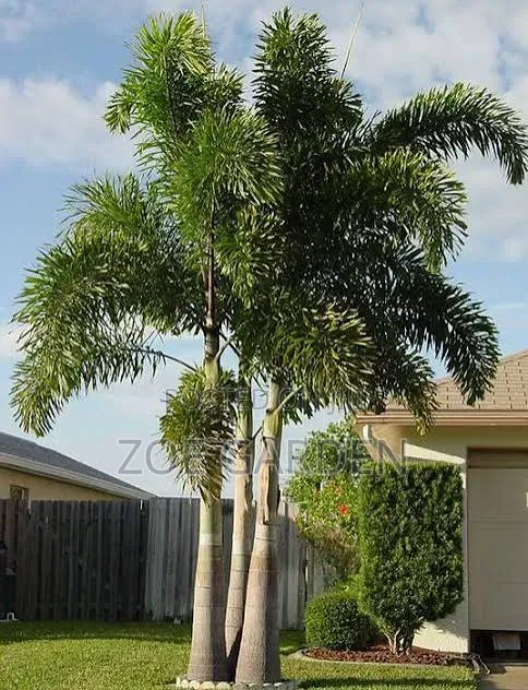 Foxtail Palm